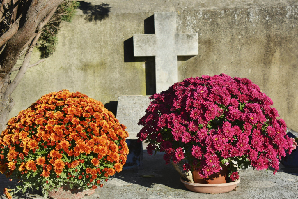 Chrysanten op de begraafplaats
