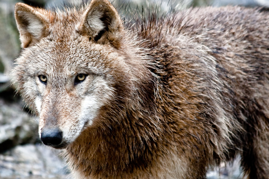 De wolf keert terug naar onze contreien. De wolf keert terug naar onze contreien.