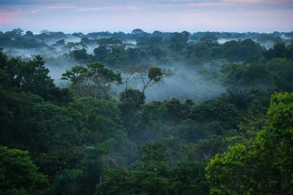 Het regenwoud van de Amazone beslaat bijna vijf procent van de aarde en meer dan tweederde van het Zuid-Amerikaanse continent 