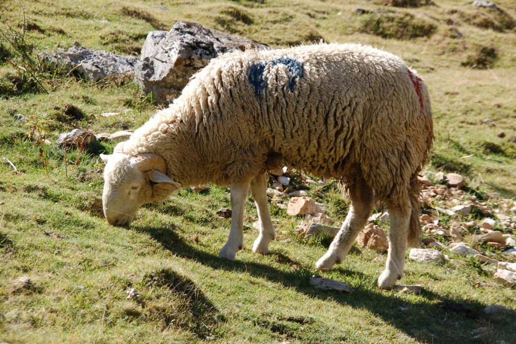Vaticaan roept toeristen op tot respect voor de natuur